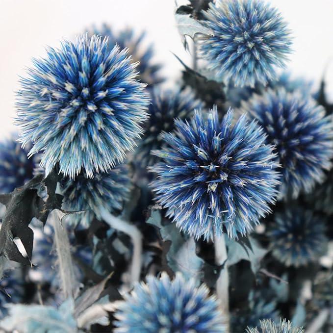 Royal Blue Natural Thistle Preserved Flowers