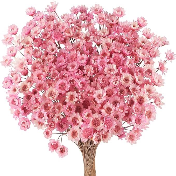 300 Pcs Pink Dried Daisy Flowers
