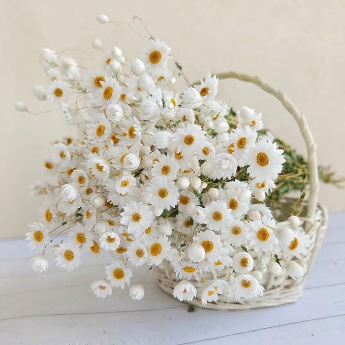 250+ Dry White Daisy Flowers